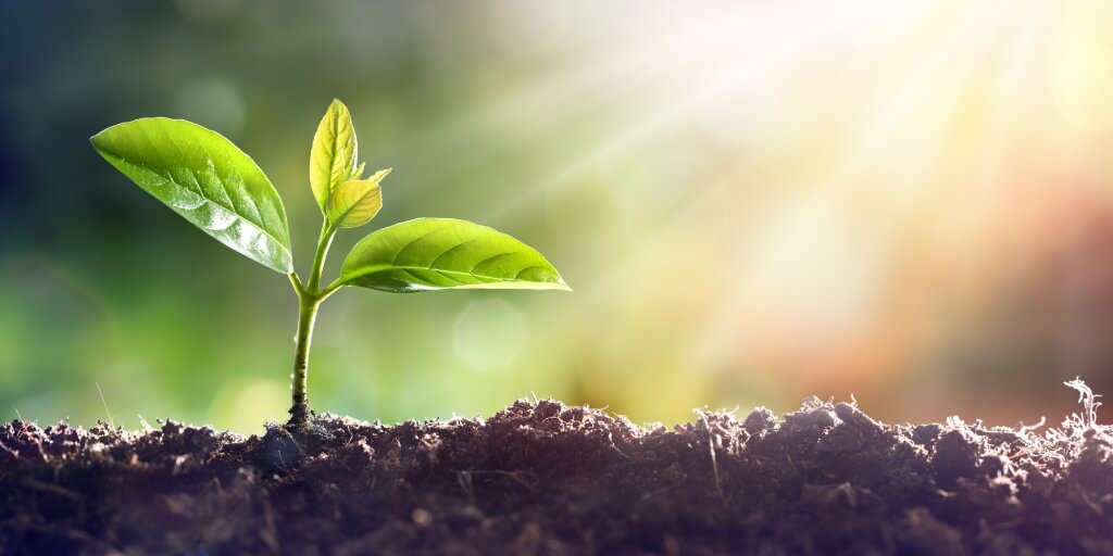 ¿Sabías que Hay Plantas que Pueden Vivir Sin Luz Solar?