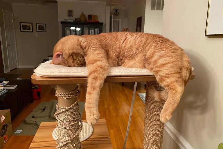 Los Secretos del Sueño Felino: Curiosidades Fascinantes sobre Cómo Duermen los Gatos