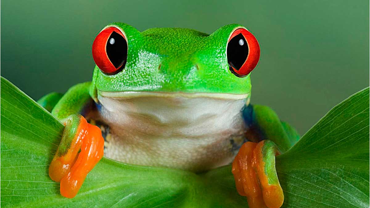 El Fascinante Mundo de los Animales Domésticos Exóticos: Secretos Sorprendentes de Lagartos, Hurones y Más