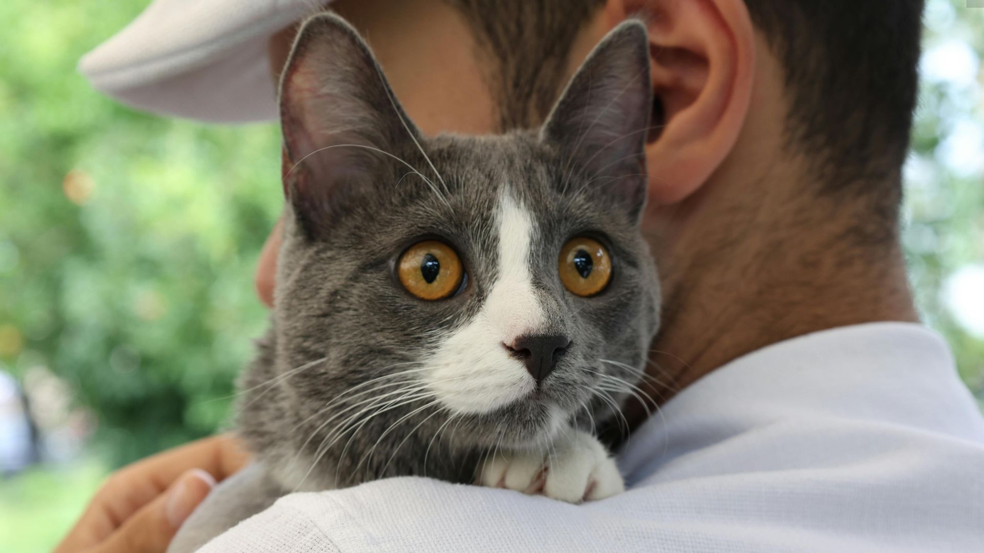 La Vibración Sanadora: El Superpoder Oculto en el Ronroneo de tu Gato