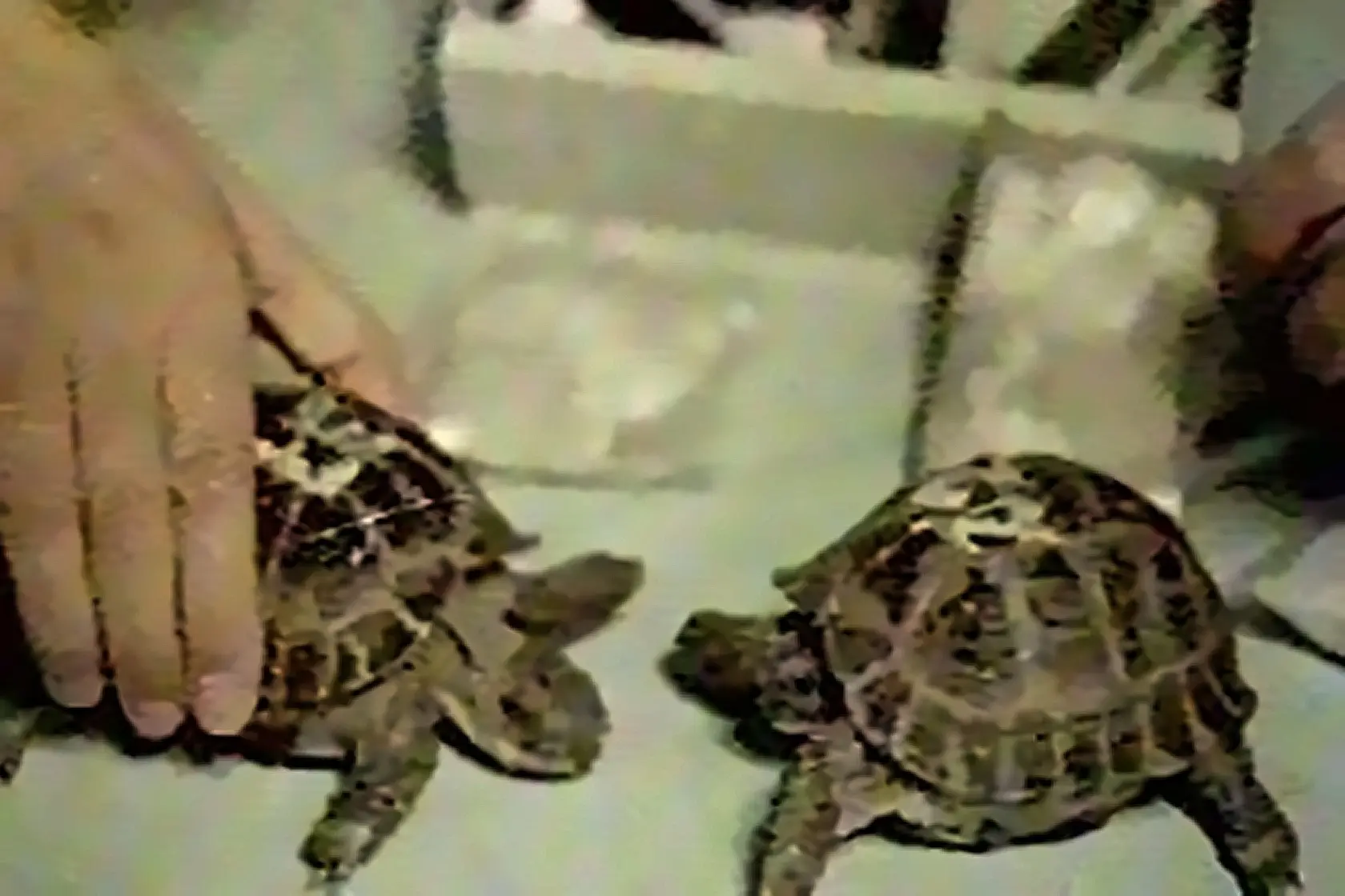 Dos tortugas utilizadas en la misión soviética Zond 5, el experimento que en 1968 logró enviar animales alrededor de la Luna y traerlos de regreso a la Tierra. Fuente: Xataka.