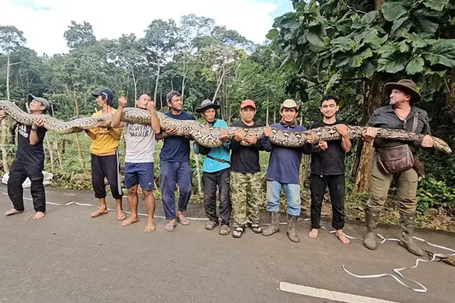 Grupo de personas sosteniendo una pitón gigante de más de 7 metros en Indonesia