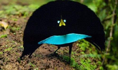 El lado más sorprendente de los animales: Comportamientos extraños que desafían la ciencia