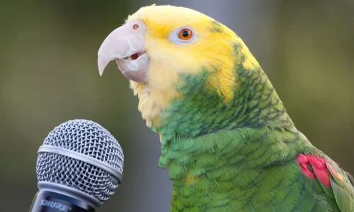 El Fascinante Mundo de la Comunicación Aviar: Descubre Cómo Hablan Tus Pájaros Domésticos