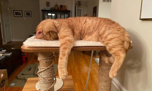 Los Secretos del Sueño Felino: Curiosidades Fascinantes sobre Cómo Duermen los Gatos