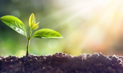 ¿Sabías que Hay Plantas que Pueden Vivir Sin Luz Solar?