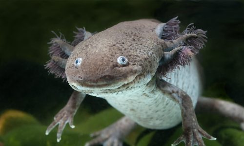 Los Animales Más Extraños del Mundo y sus Características Únicas
