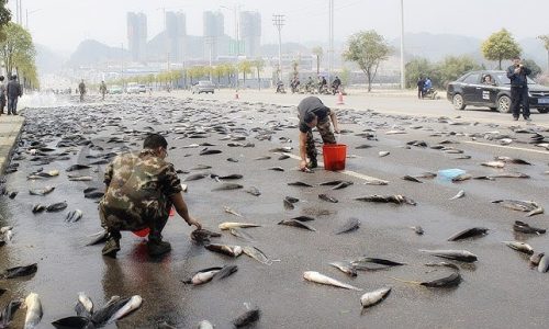 El fenómeno de 'lluvias de animales' alrededor del mundo