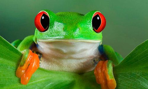 El Fascinante Mundo de los Animales Domésticos Exóticos: Secretos Sorprendentes de Lagartos, Hurones y Más