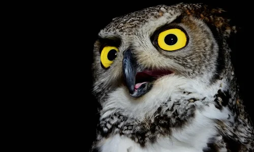 Los Secretos de los Animales Nocturnos: Maestros de la Oscuridad