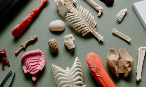 Curiosidades de los Huesos: Todo lo que No Sabías Sobre tu Esqueleto